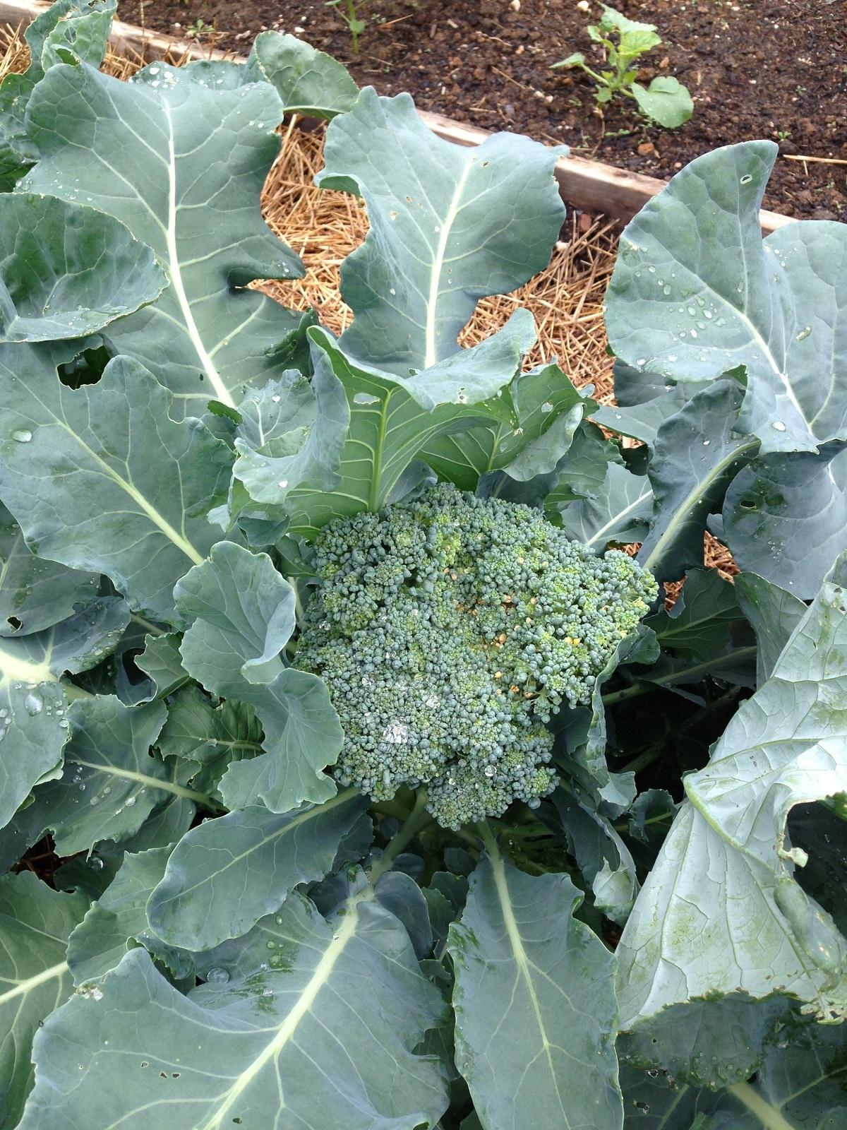 Brocolli (Green Comet) - Green Comet